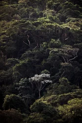 Embauba III, 2019 (foto digital)
