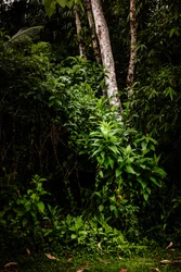 Mantiqueira LII, 2021 (digital photo)