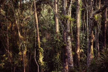 Floresta tropical IV, 2021 (foto)