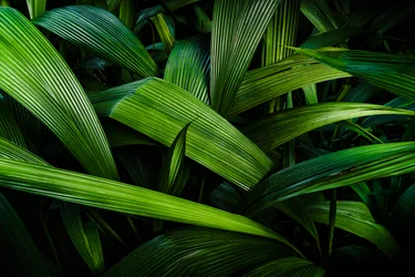 Tropical Gardens II, Rio de Janeiro, Brazil, 2024 (photograph)