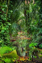Floresta húmida, 2023 (foto)