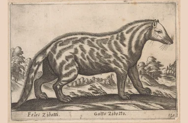 Civetkat Feles Zibetti / Cat Civet (título no objeto) Dieren en fabelwezens (título da série) Nova coleção dos animais mais curiosos do mundo (título da série)