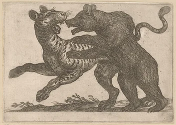 Um urso lutando contra um tigre Animais de luta (título da série)