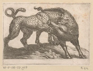 Um leopardo lutando contra um javali Animais de luta (título da série)