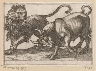 Um touro atacando um leão Animais de luta (título da série)