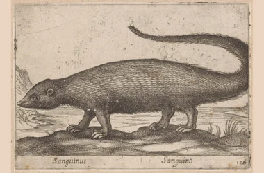 Fretachtige
Sanguinus/ Sanguino (título sobre o objecto)
Dieren en fabelwezens (título da série)
Nova raccolta de li animali più curiosi del mondo (título da série)