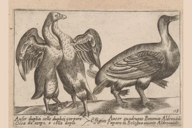 Gangue misvormde
Anser duplici collo duplici corpore/ / Effigies/ Anser quadrupes Bononiae Aldrovadi/ Occa de corpo, e collo dopio/ Paparo in Bologna vivente Aldrovando (título sobre o objecto)
Dieren en fabelwezens (título da série)
Nova raccolta de li