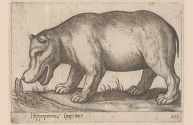 hipopótamo Hippopotamus/Ippopotamo (título no objeto) Animais e criaturas míticas (título da série) Nova raccolta de li animali piu curiosi del mondo (título da série)