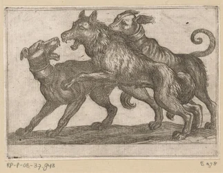 Dois cães a lutar contra um lobo
Animais de combate (título da série)