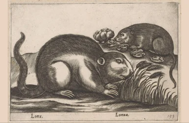 Twee muskusratten
Lonx/ Lonza (título sobre o objecto)
Dieren en fabelwezens (título da série)
Nova raccolta de li animali più curiosi del mondo (título da série)