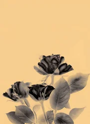 3 rosas