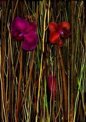 Blossoms no.2, 2014 (foto)