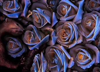 Jardim mágico n.º 31-2, 2019 (foto)