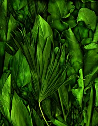 Jardim mágico n.º 6-3, 2020 (foto)