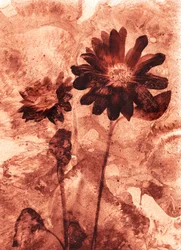 flor mono
