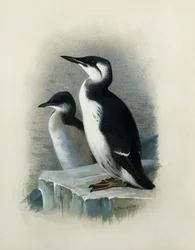 Guillemot de um Brunnich