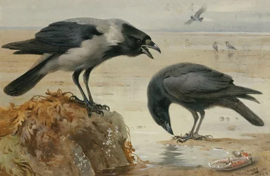 Um corvo encapuzado e um corvo carniceiro