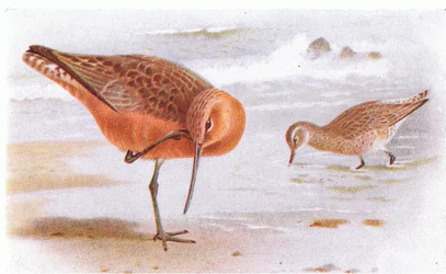 Barweed de cauda, de aves das ilhas britânicas e seus ovos publicado por Frederick Warne & Co Ltd, 1958