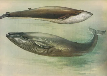 Rorqual-comum, rorqual-de-Sibbald ou baleia-azul, de Mamíferos de Thorburn, publicado por Longmans and Co, c. 1920