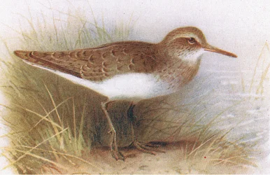 Common Sandpiper, de aves das ilhas britânicas e seus ovos publicado por Frederick Warne & Co Ltd, 1958