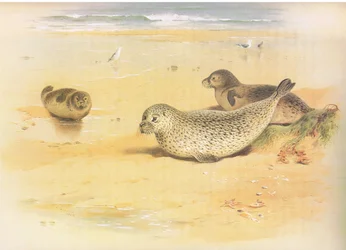 Seal comum, de Thorburns Mammals publicado por Longmans e Co, c. 1920