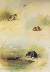 Musaranho Comum, Lesser Shrew & Water Shrew, de Thorburns Mammals publicado por Longmans and Co, c. 1920