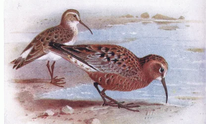 Maçarico-de-maçarico, de Aves das Ilhas Britânicas e seus ovos publicado por Frederick Warne & Co Ltd, 1958