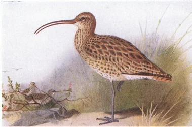 Maçarico, de aves das ilhas britânicas e seus ovos publicado por Frederick Warne & Co Ltd, 1958