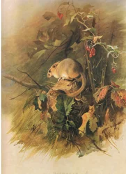 Dormouse, de Thorburns Mammals publicado por Longmans and Co, c. 1920