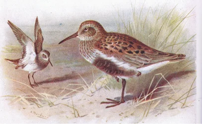 Dunlin (verão e inverno), de Aves das Ilhas Britânicas e seus ovos publicado por Frederick Warne & Co Ltd, 1958
