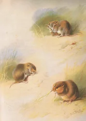 Ratazana do campo, Ratazana do banco e Ratazana de Orkney, de Thorburns Mammals publicado por Longmans e Co, c. 1920