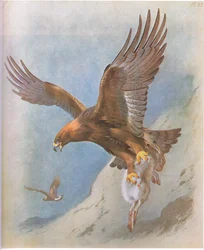 Águia dourada e montanha lebre, pub. por Book Club Associates, 1972