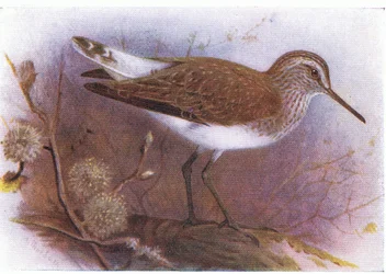 Green Sandpiper, de aves das ilhas britânicas e seus ovos publicado por Frederick Warne & Co Ltd, 1958
