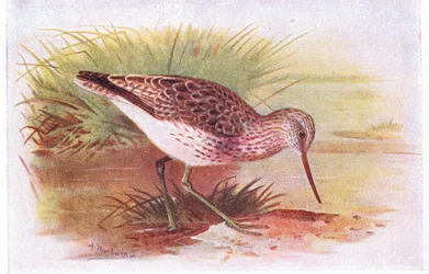 Greenshank, de aves das ilhas britânicas e seus ovos publicado por Frederick Warne & Co Ltd, 1958