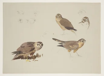 Harrier and ruff, c.1915 (aguarela e cor de corpo sobre lápis sobre papel)