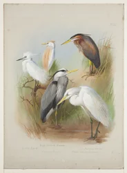 Garças e garça, c.1915 (aguarela e cor de corpo sobre lápis a bordo)