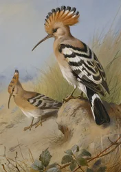 Hoopoes