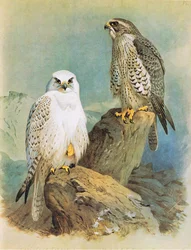 Falcão de Islândia e falcão de Gronelândia, bar. por Book Club Associates, 1972