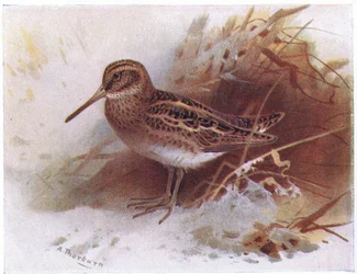 Jack Snipe, de Pássaros das Ilhas Britânicas e seus Ovos publicado por Frederick Warne & Co Ltd, 1958