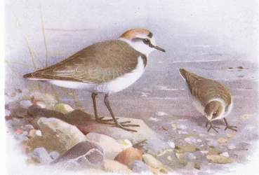 Borrelho-de-coleira-interrompida, de Aves das Ilhas Britânicas e os seus ovos, publicado por Frederick Warne & Co Ltd, 1958