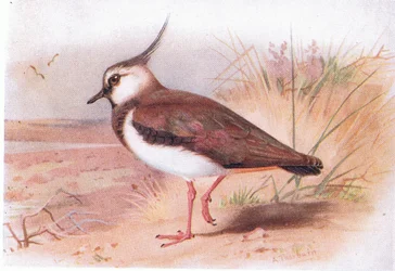 Abibe, das aves das ilhas britânicas e seus ovos publicado por Frederick Warne & Co Ltd, 1958