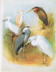 Egret pequeno, garça-real suportada do lustre, garça-real comum, garça-real roxa, garça-real de grande branco, bar. por Book Club Associates, 1972