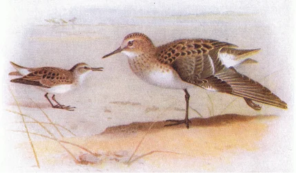 Little Stint, de Birds of the British Isles e seus ovos publicado por Frederick Warne & Co Ltd, 1958