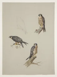 Merlin macho, c.1915 (aquarela e cor de corpo sobre lápis sobre papel)