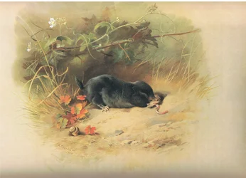 Mole com verme, de Mamíferos de Thorburn, publicado por Longmans and Co, c. 1920