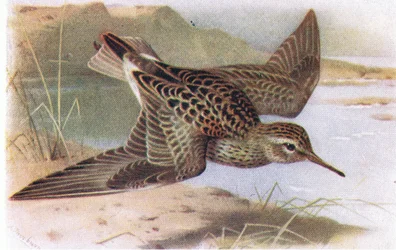 Sandpiper peitoral, das aves das ilhas britânicas e seus ovos publicado por Frederick Warne & Co Ltd, 1958