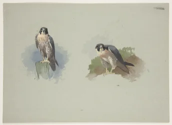 Falcão-peregrino macho, c.1915 (aguarela e cor de corpo sobre lápis sobre papel)