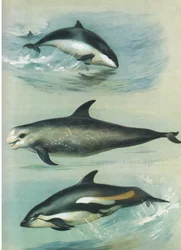 Porpoise, Rissos Grampus e White Sided Dolphin, de Thorburn "s Mammals, publicado por Longmans and Co., c. 1920