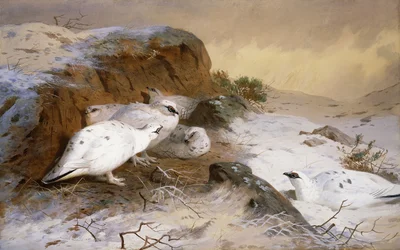 Ptarmigan na neve