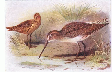 Red Breasted Snipe, de Aves das Ilhas Britânicas e seus Ovos publicado por Frederick Warne & Co Ltd, 1958